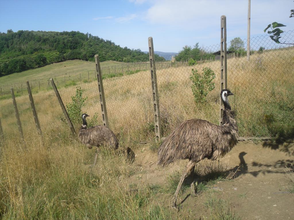 Agriturismo Fattoria Poggio Boalaio Orvieto Eksteriør billede
