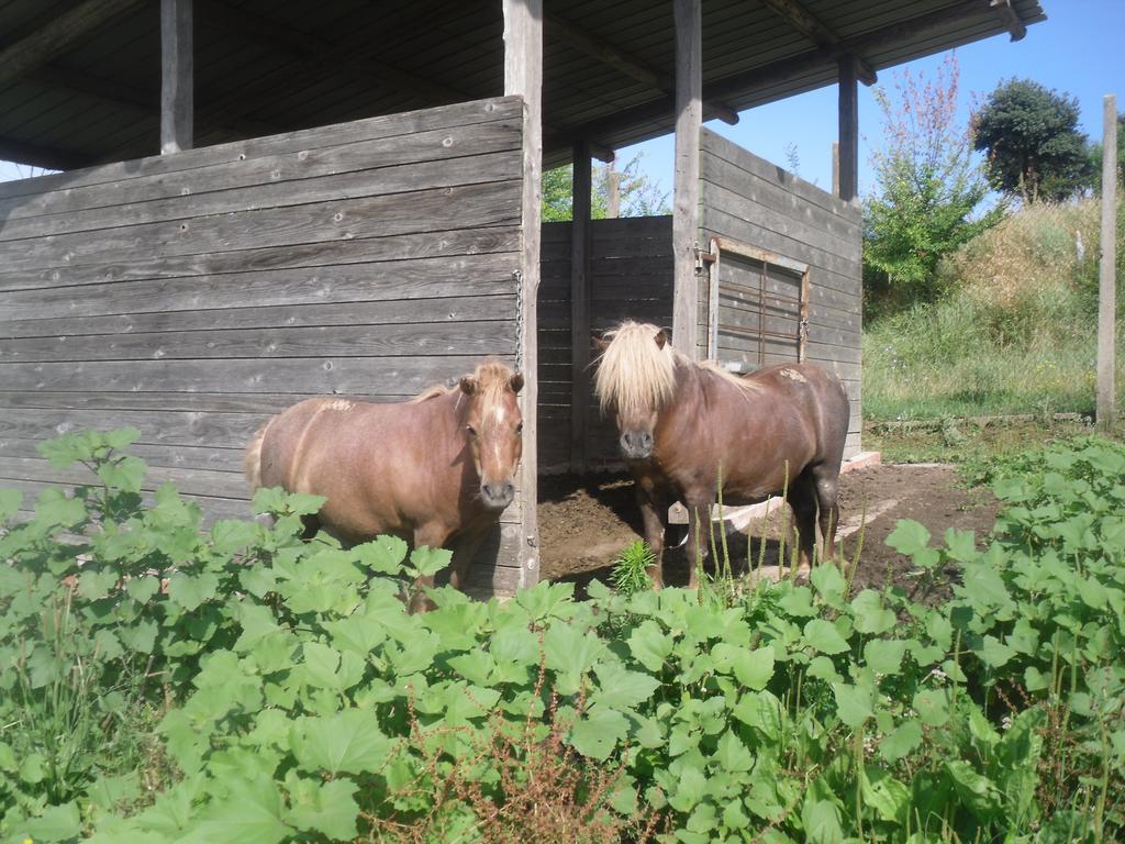 Agriturismo Fattoria Poggio Boalaio Orvieto Eksteriør billede
