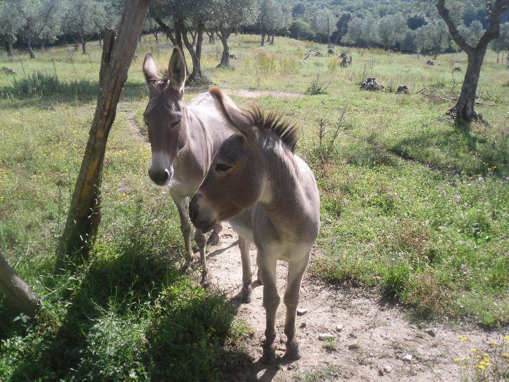 Agriturismo Fattoria Poggio Boalaio Orvieto Eksteriør billede