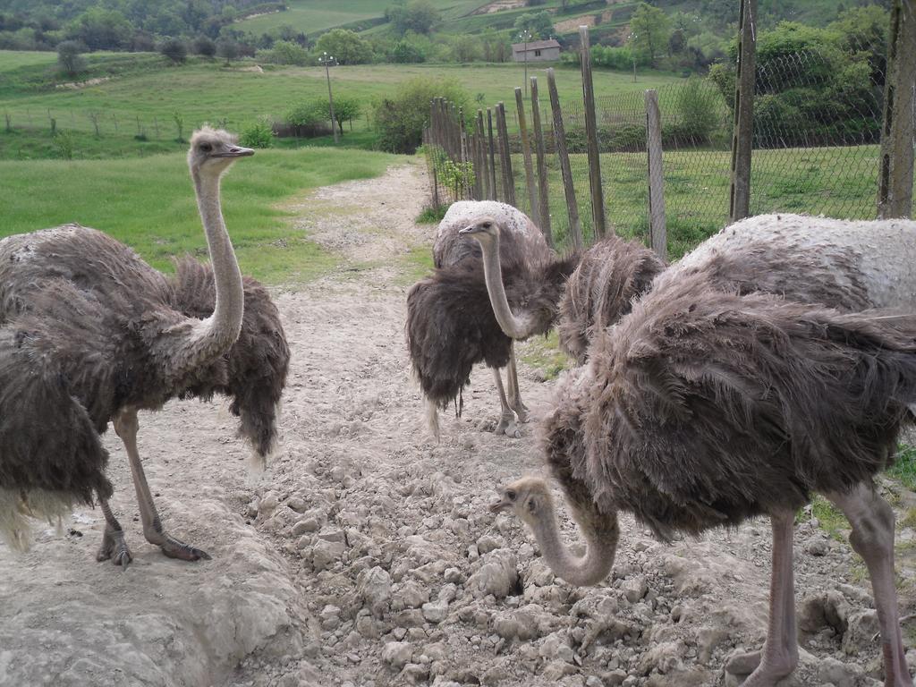Agriturismo Fattoria Poggio Boalaio Orvieto Eksteriør billede